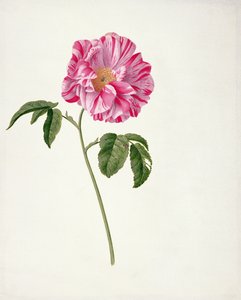 PD.101-1973f.3 Rosa gallica versicolour (Rosa mundi) (toalett og gouache på vellum)